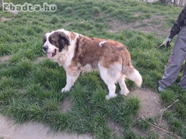 Moszkvai őr kislány kutya eladó