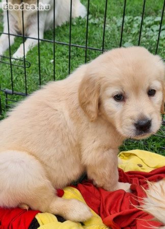 Golden retriever kiskutyák