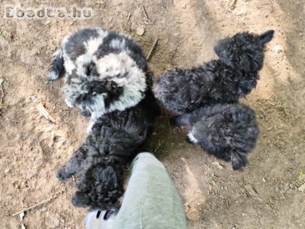 Mudi jellegű kiskutyák szerető gazdit keresnek