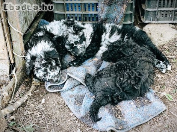 Mudi jellegű kiskutyák szerető gazdit keresnek