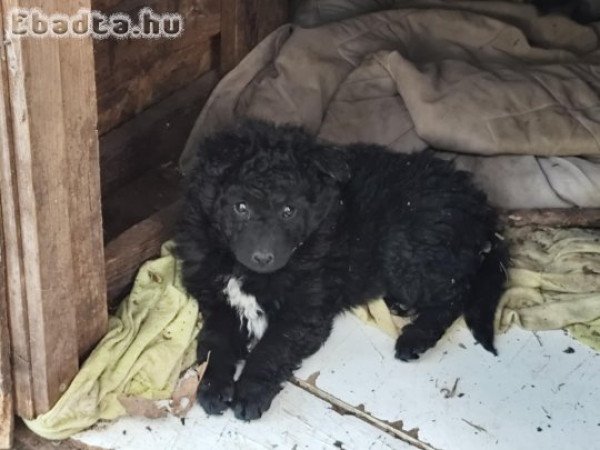 Mudi jellegű kiskutyák szerető gazdit keresnek