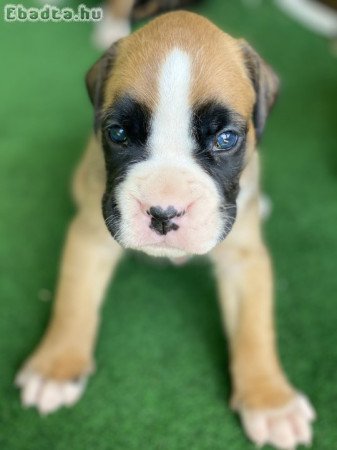 Boxer kiskutyák