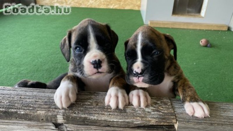Boxer kiskutyák