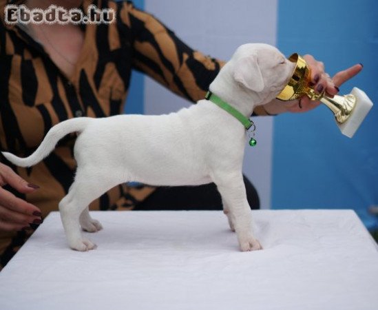 Argentin dog szuka kiskutyák