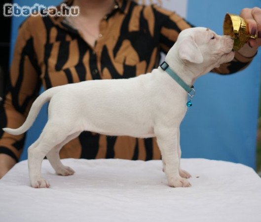 Argentin dog szuka kiskutyák