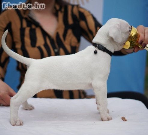 Argentin dog szuka kiskutyák