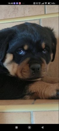 Rottweiler