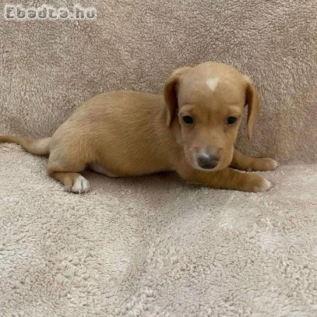 Wanna re-home my dachshund Boy Josh. Whose up!