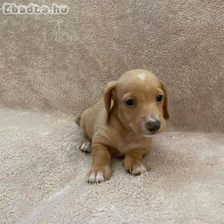 Wanna re-home my dachshund Boy Josh. Whose up!