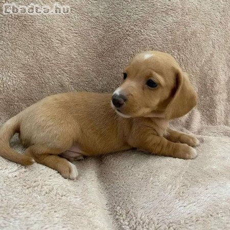 Wanna re-home my dachshund Boy Josh. Whose up!