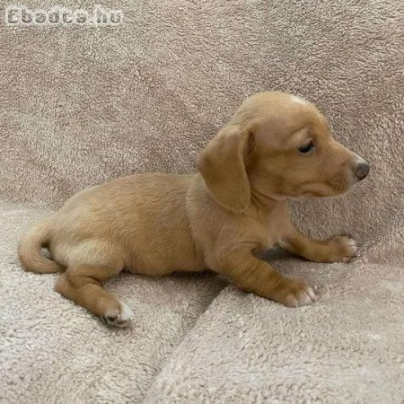 Wanna re-home my dachshund Boy Josh. Whose up!