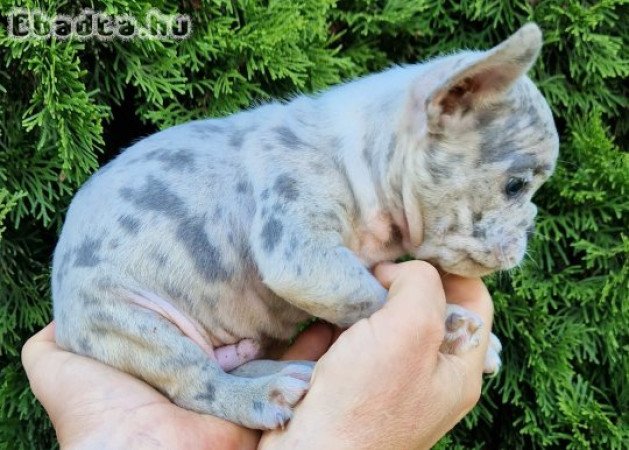 Merle francia bulldog kiskutyák eladók