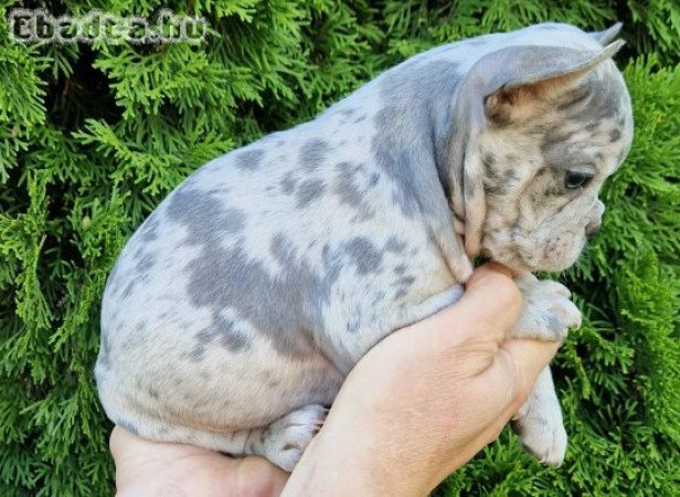 Merle francia bulldog kiskutyák eladók