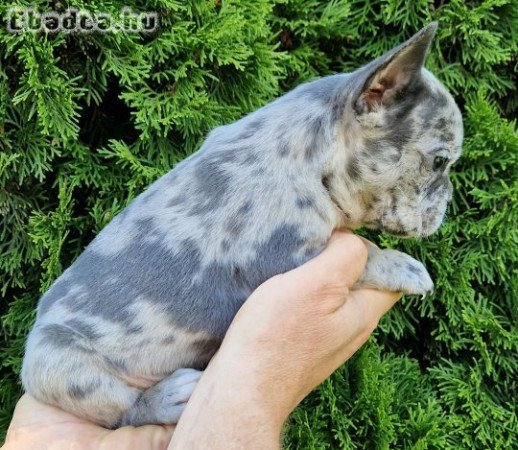 Merle francia bulldog kiskutyák eladók