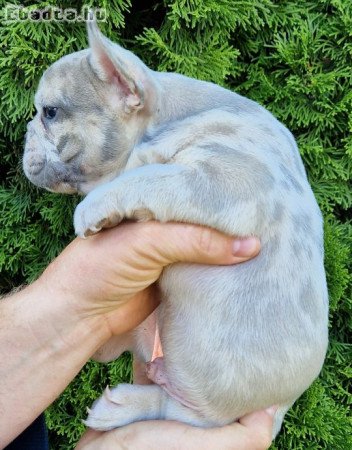 Merle francia bulldog kiskutyák eladók