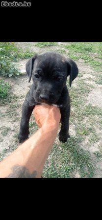 Eladó Cane Corso Kiskutya