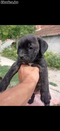 Eladó Cane Corso Kiskutya