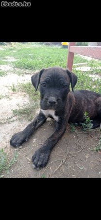 Eladó Cane Corso Kiskutya