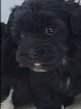 Bishon havanese
