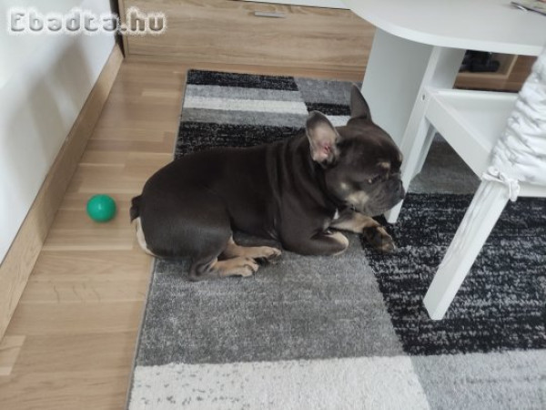 Fiatal Francia Bulldog minden kiegészítővel