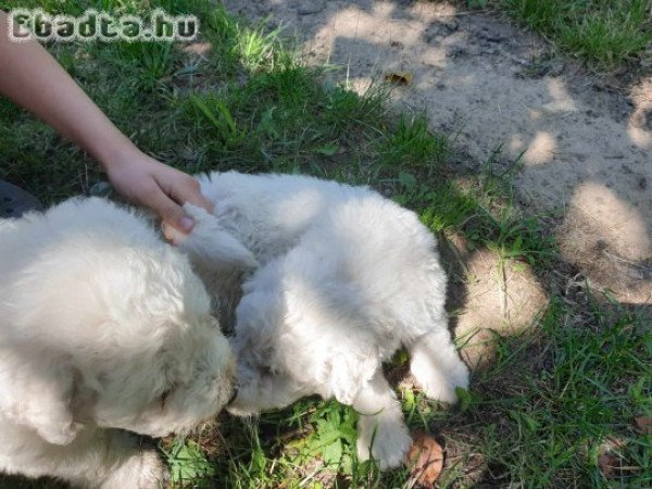 Komondor kölykök