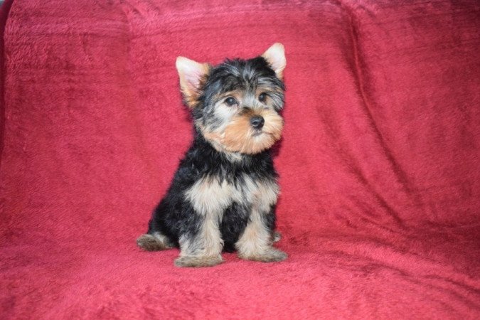 yorkshire terrier