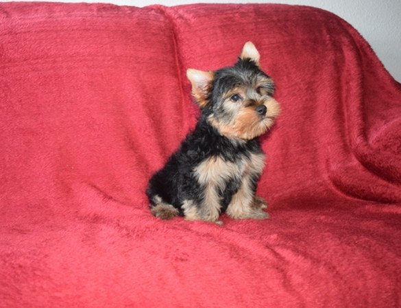 yorkshire terrier