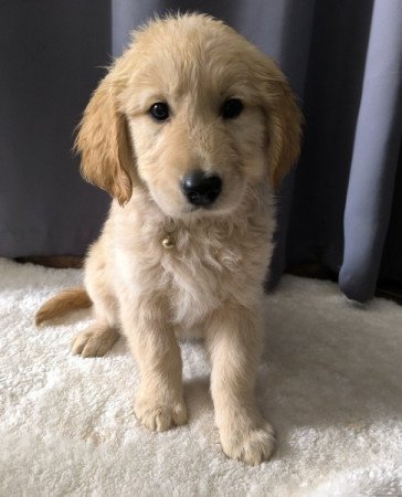 Golden retriver szuka