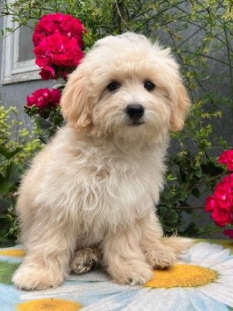 Maltipoo