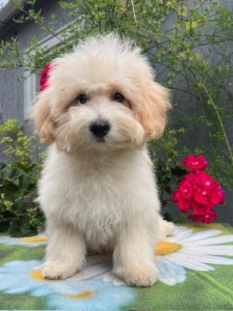 Maltipoo