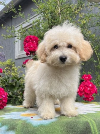 Maltipoo