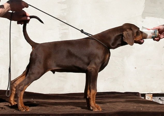Dobermann