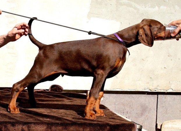 Dobermann