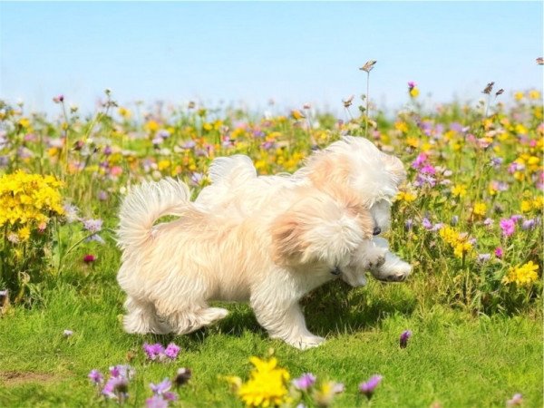 Máltai selyemkutya x törpe uszkár