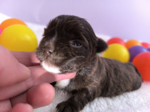 yorkshire terrier szuka