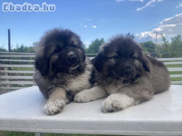 Kaukázusi juhász kiskutyák