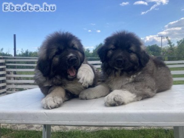 Kaukázusi juhász kiskutyák