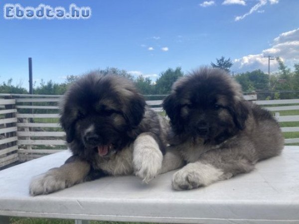 Kaukázusi juhász kiskutyák