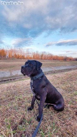Cane Corse fajta jellegű kan örökbefogadás
