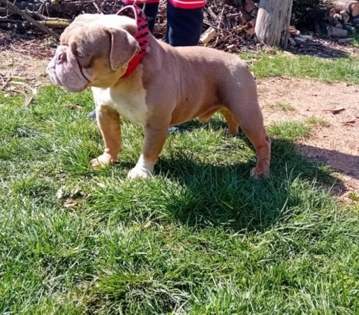 Angol bulldog