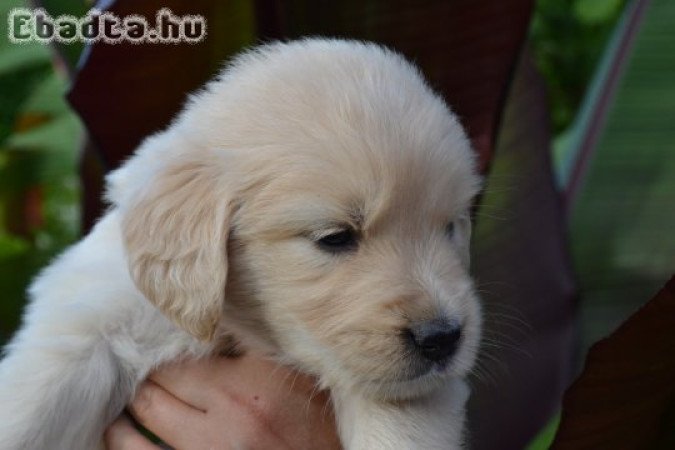 Golden retriever kiskutyák