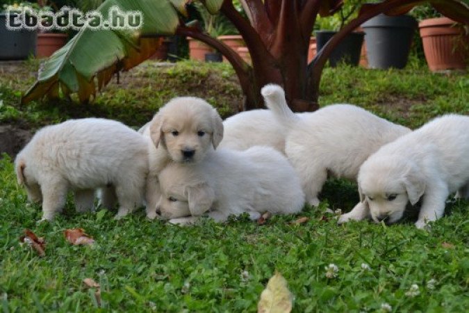 Golden retriever kiskutyák