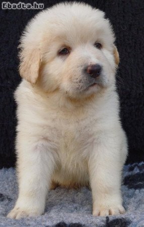 Kaukázusi kiskutyák eladók