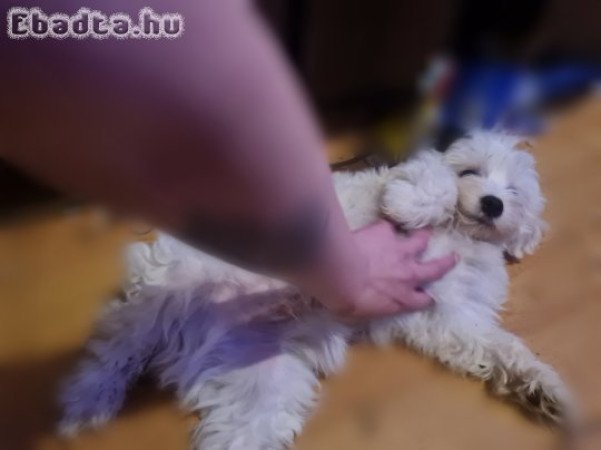 12 hetes Bichon babák