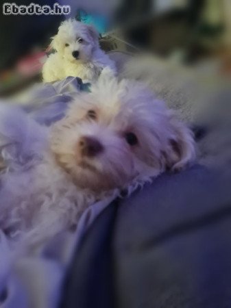 12 hetes Bichon babák