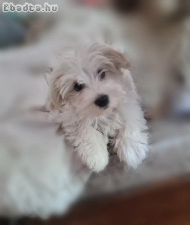 12 hetes Bichon babák