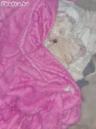 12 hetes Bichon babák