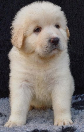 Kaukázusi juhászkutya