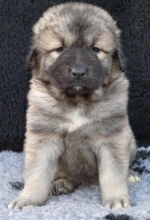 Kaukázusi juhászkutya