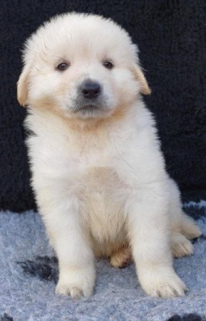 Kaukázusi juhászkutya